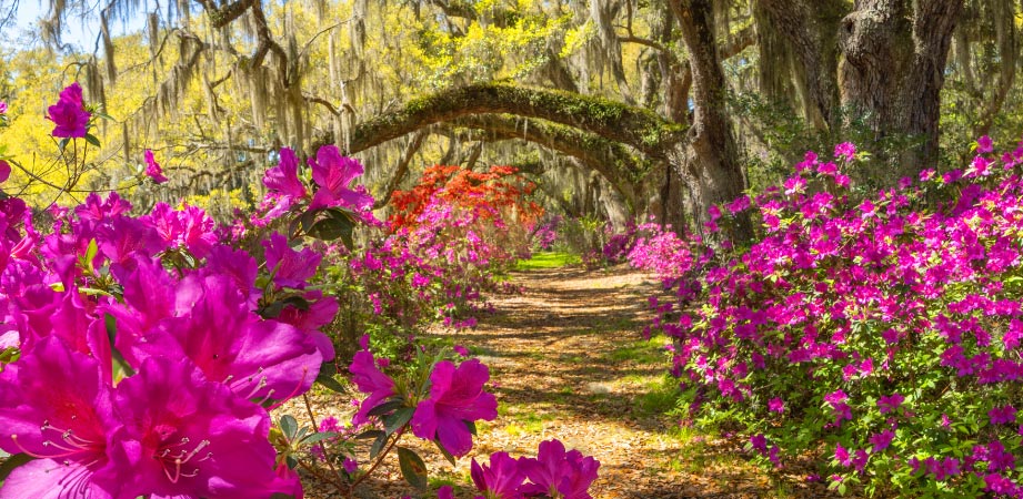 Magnolia Plantation and Gardens in Charleston, SC